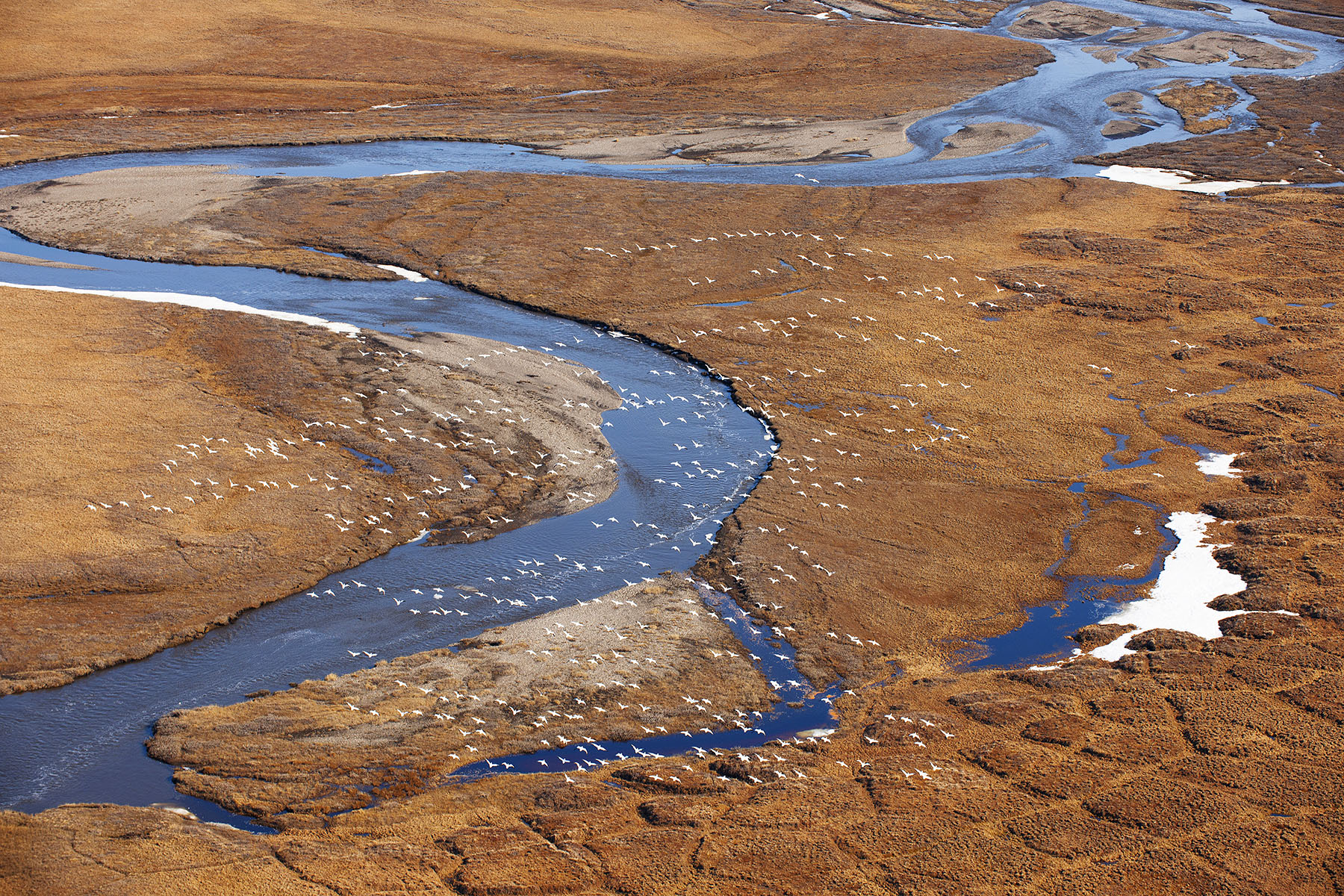 Snow Geese Flying Over Arctic