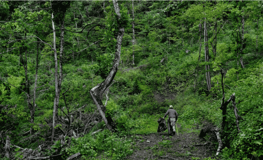 Bob Dempsey Searches for Roots - Paint